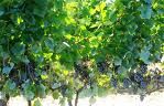 grapevines